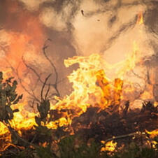 image of fire buring underbrush